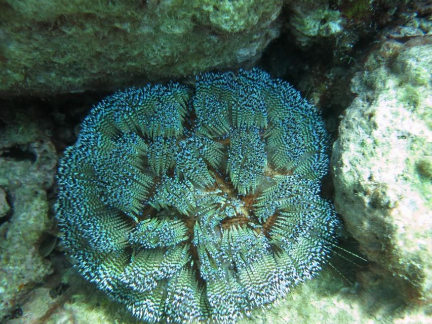 Nha Trang: Scuba Diving Experience for Non-Certified Divers - Coral, fish, and the calm of Nha Trang Bay