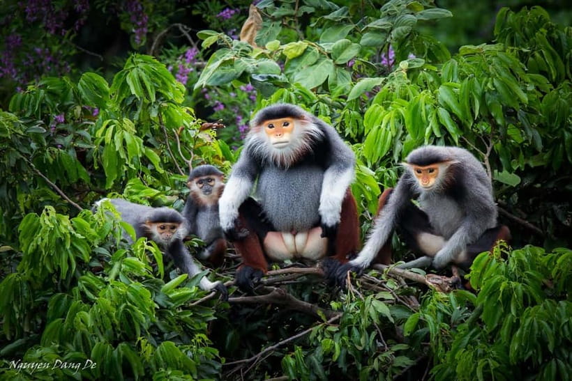 Ninh Binh: Cuc Phuong Jungle Hike & Wildlife Day Trip - Key points before you book