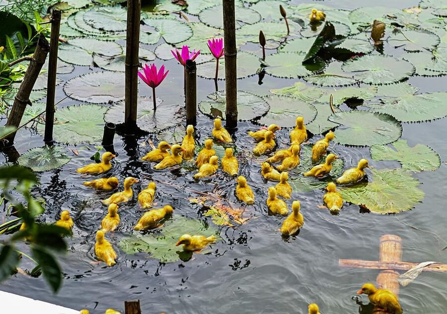 Ninh Binh: Rice planting and fishing by basket tour - Is $25 good value for 90 minutes?