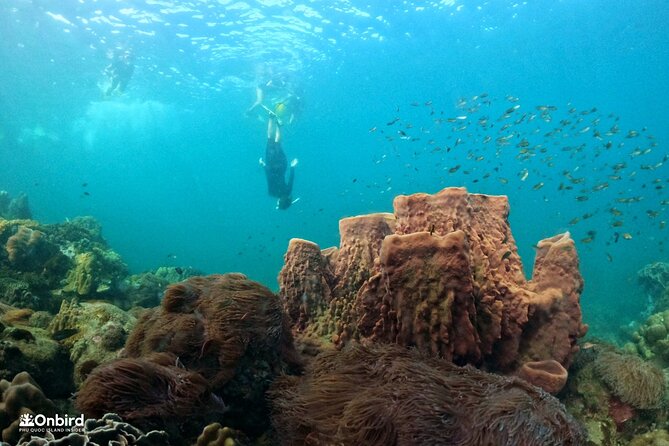 OnBird - PRIVATE ADVENTURE SNORKELING - explore Half-moon reef & Coral Mountain - Starting at Turtle-Head Rock Beach in An Thoi