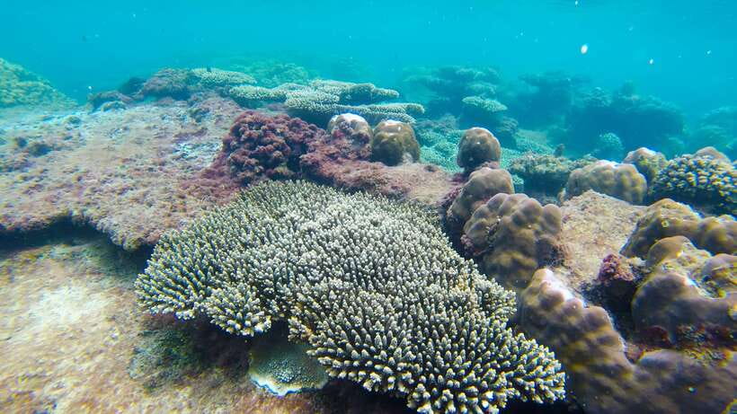 Phu Quoc: 3 Island Tour by Boat with Guide - Is $31 good value?