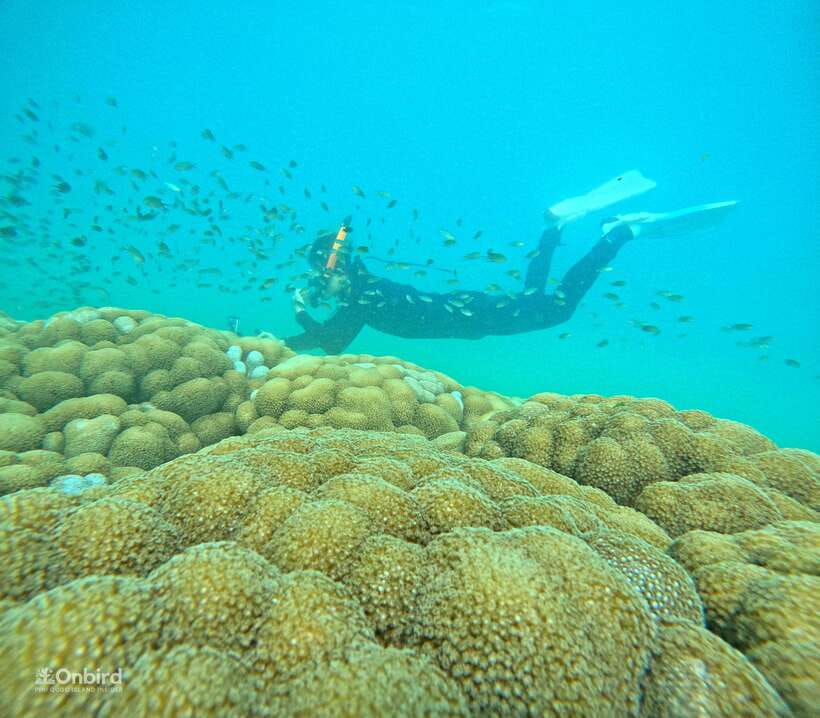 Phu Quoc: Speed Boat Tour 4 Islands - 2 Reefs Snorkeling - Key points to know before you book