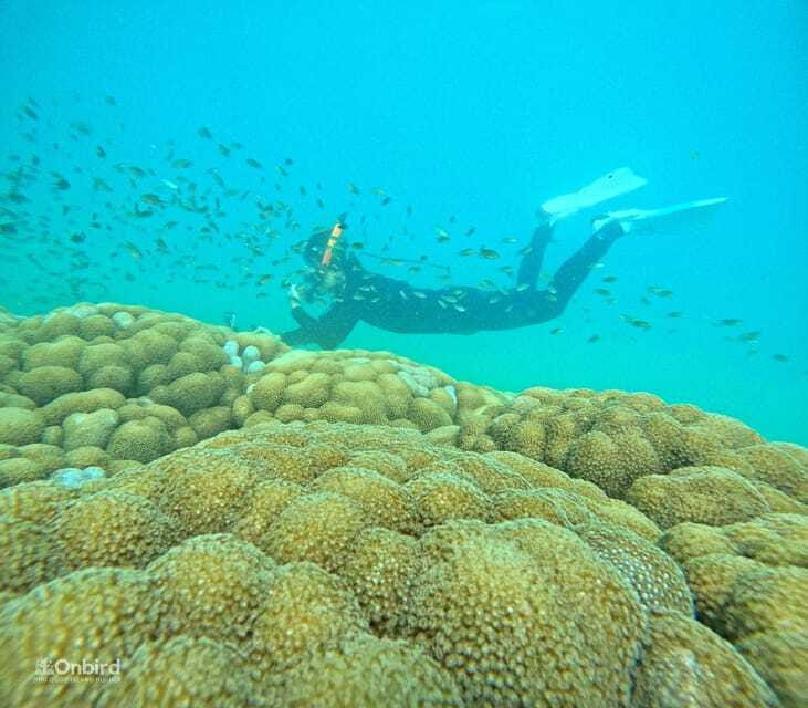 Phu Quoc: Speed Boat Tour 4 Islands - 2 Reefs Snorkeling - Reef one: fish, coral, and a gentle introduction