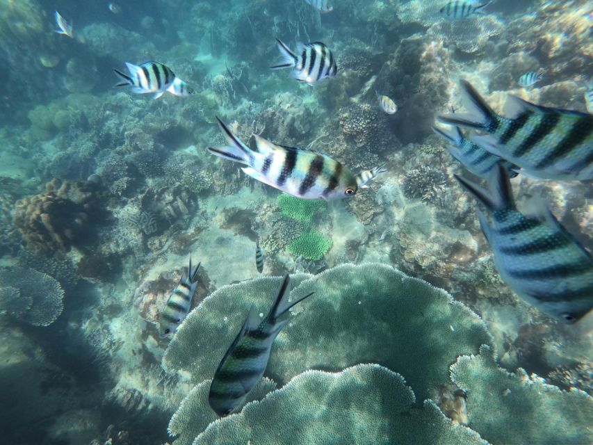Phu Quoc: Speedboat Tour of 4 Islands with Snorkeling & BBQ - How much value do you get for $56?