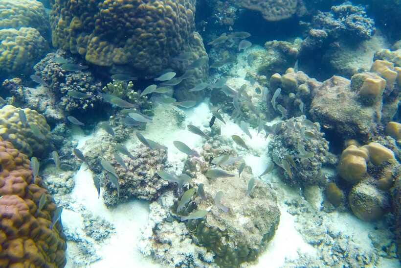 PHU QUOC TRIP 2: 2 ISLANDS BY BOAT - Snorkeling at Xuong or Gam Ghi Island