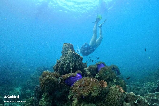 PRO-SNORKELING to Explore Hidden Coral Reefs (MAX 10 PAX) - Why this Phu Quoc snorkeling trip feels different