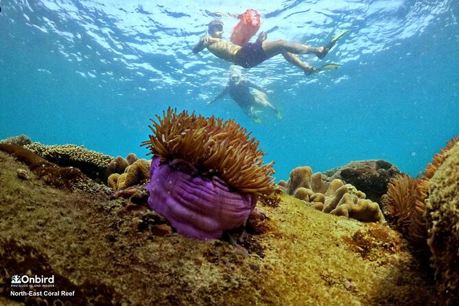 PRO-SNORKELING to Explore Hidden Coral Reefs (MAX 10 PAX) - Equipment, comfort, and what to bring