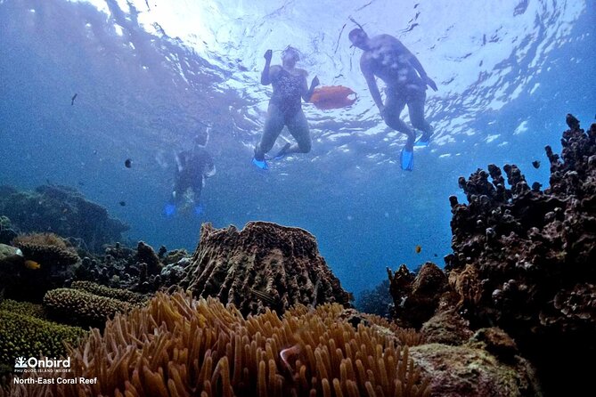PRO-SNORKELING to Explore Hidden Coral Reefs (MAX 10 PAX) - Pickup, hotel location, and the real cost