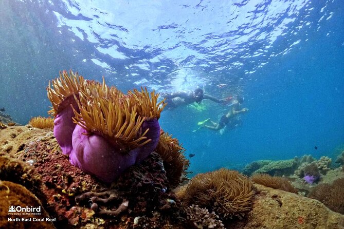 PRO-SNORKELING to Explore Hidden Coral Reefs (MAX 10 PAX) - Who will enjoy this outing most