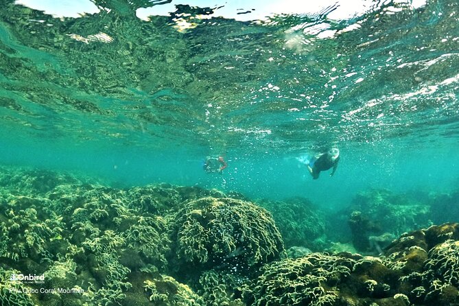 PRO-SNORKELING to Explore Hidden Coral Reefs (MAX 12 PAX) - Stops two and three: two reefs chosen for the day