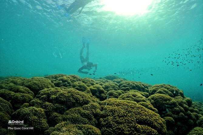 PRO-SNORKELING to Explore Hidden Coral Reefs (MAX 12 PAX) - What $53.90 buys you