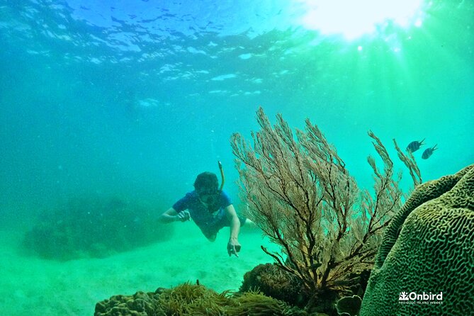 PRO-SNORKELING to Explore The Coral Jungle REEF (MAX 10 PAX) - Preparing for the Coral Jungle Reef