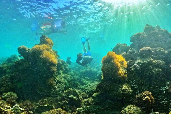 PRO-SNORKELING to Explore The Coral Jungle REEF (MAX 10 PAX) - What to expect at Coral Jungle Reef