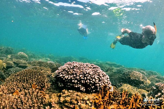 PRO-SNORKELING to Explore The Coral Jungle REEF (MAX 10 PAX) - Safety and the guide’s role in the water