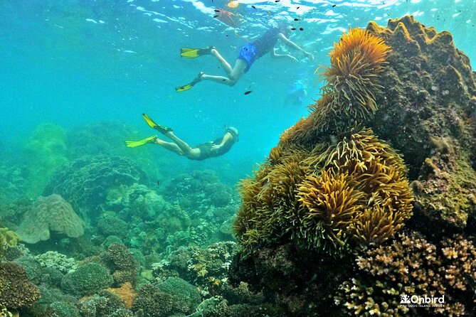 PRO-SNORKELING to Explore The Coral Jungle REEF (MAX 10 PAX) - What the $58.26 price really covers