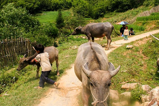 Sapa Easy Trekking Tour 1 Day - Rice Paddies and Cultures - What This Sapa Trek Really Offers