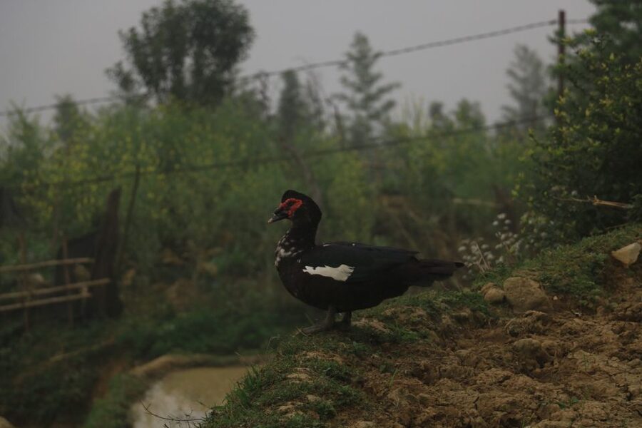 Sapa: Local Exploration on a Guided Motorbike Tour - Who should book this motorbike tour?