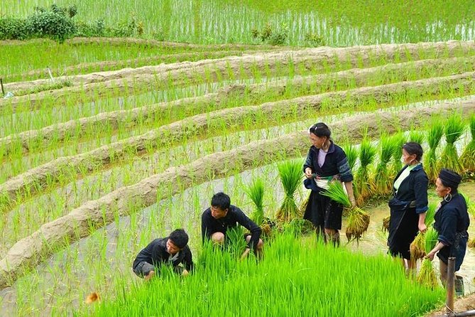 Sapa Trekking Tour 2 Days 1 Night By Bus - Guides make the cultural side stronger