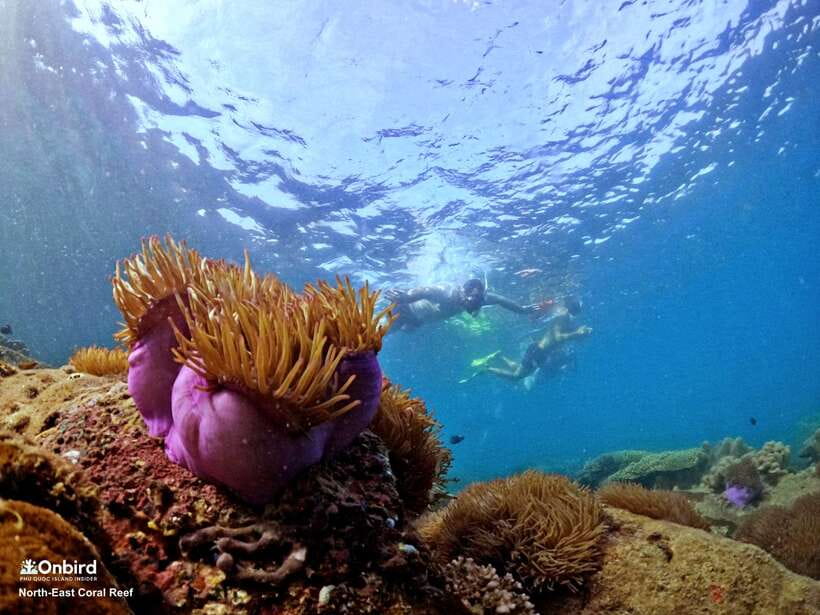 South Phu Quoc: Pro Snorkeling Tour by Speedboat - Reef protection is more than a slogan