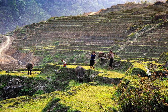 Trekking Through Rice Terraced Fields - 1Day - Ta Van: a Giay village and the final hour