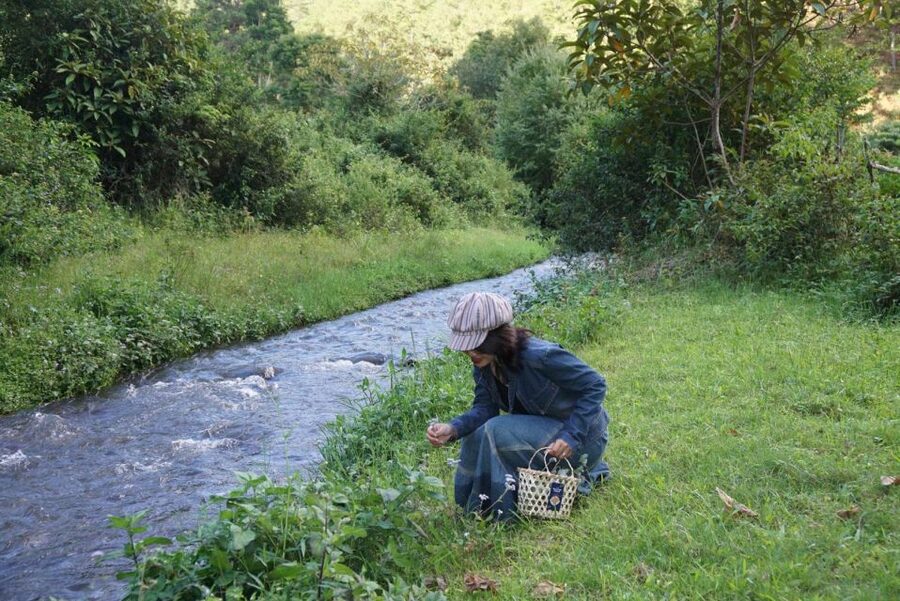Trekking to Hidden Waterfall & Sturgeon Farm for dog-lovers - Key Points at a Glance