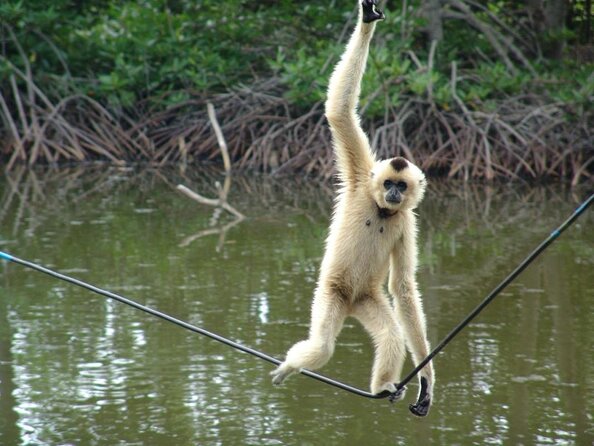 Vam Sat Mangrove Forest - VIP Private Tour - The early pickup and ride to Dan Xay