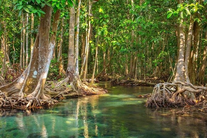 Vam Sat Mangrove Forest - VIP Private Tour - Following the boatman to the bat sanctuary